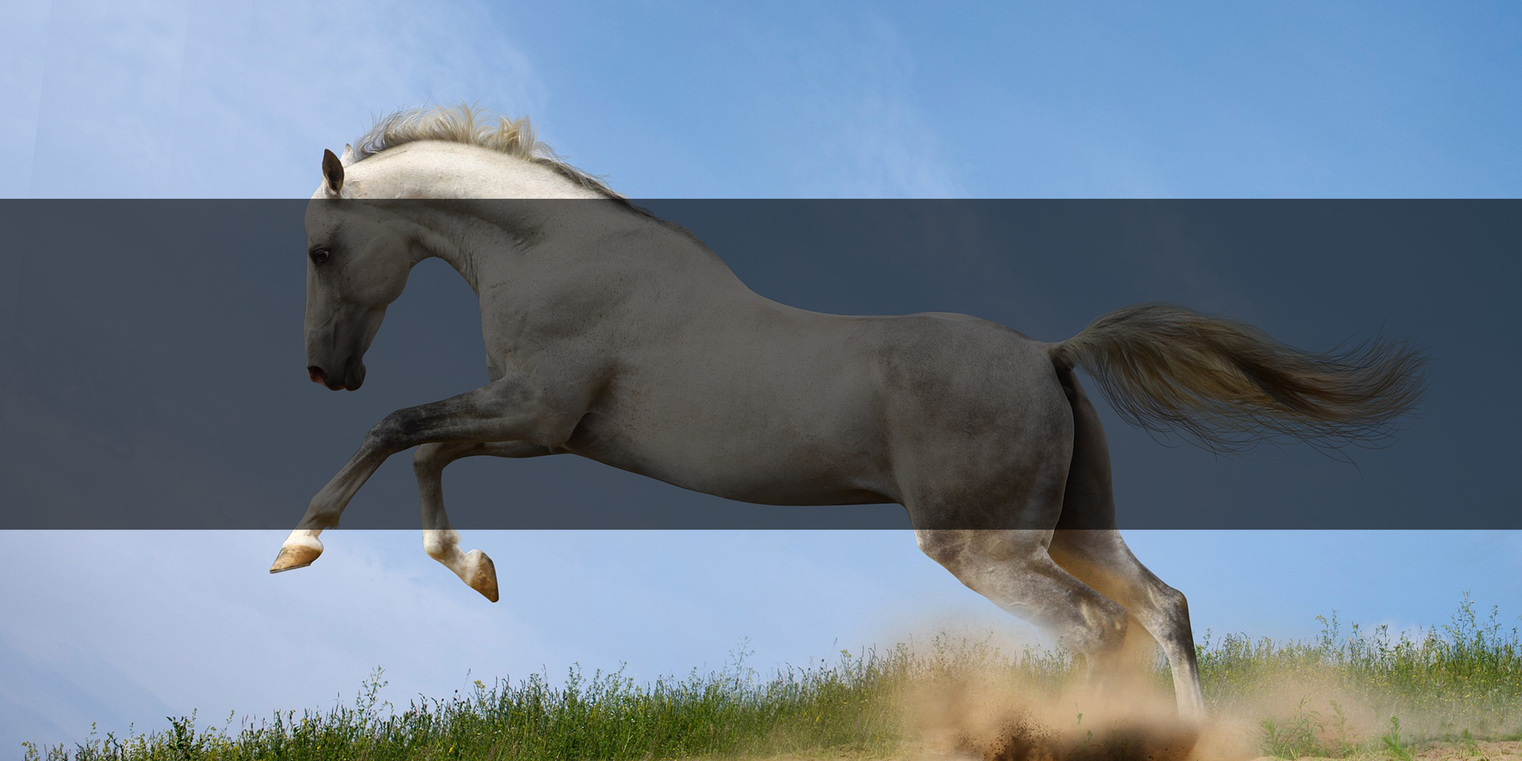 Pferdeschampoo für Ihr Pferd online kaufen - Hogsta Ridsport