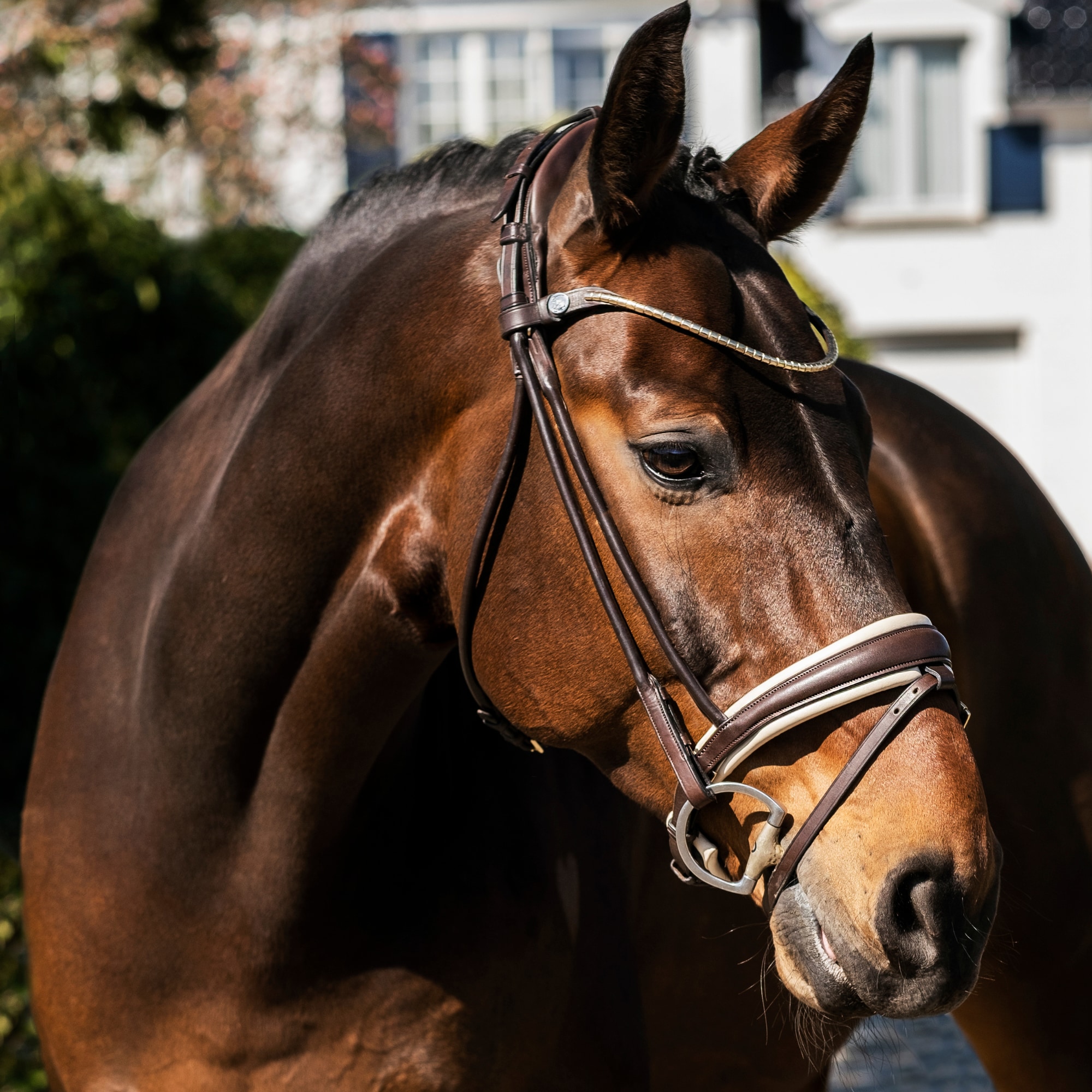 Finesse Bridle - Braun/Beige