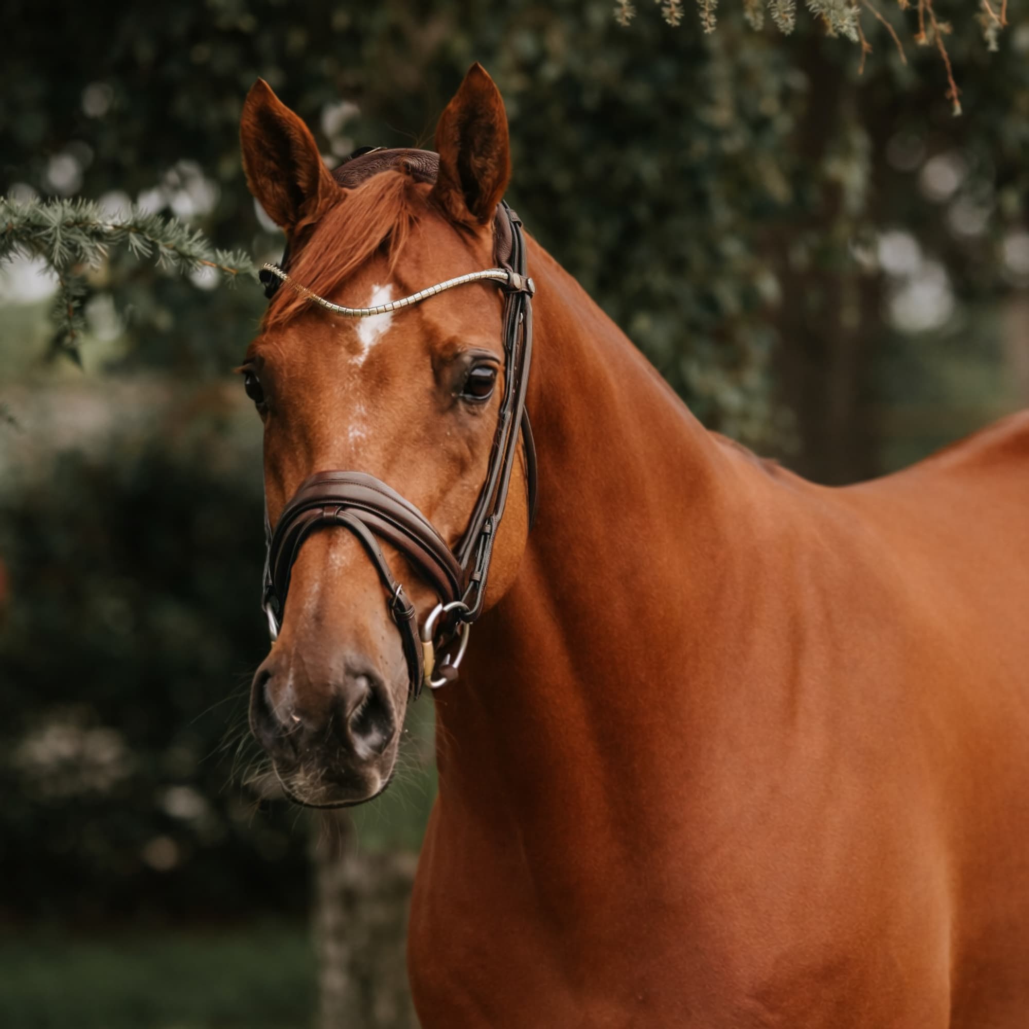 Finesse Bridle - Braun