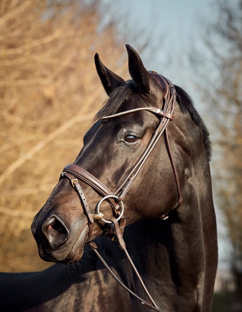 Finesse Bridle Himalaya - Braun