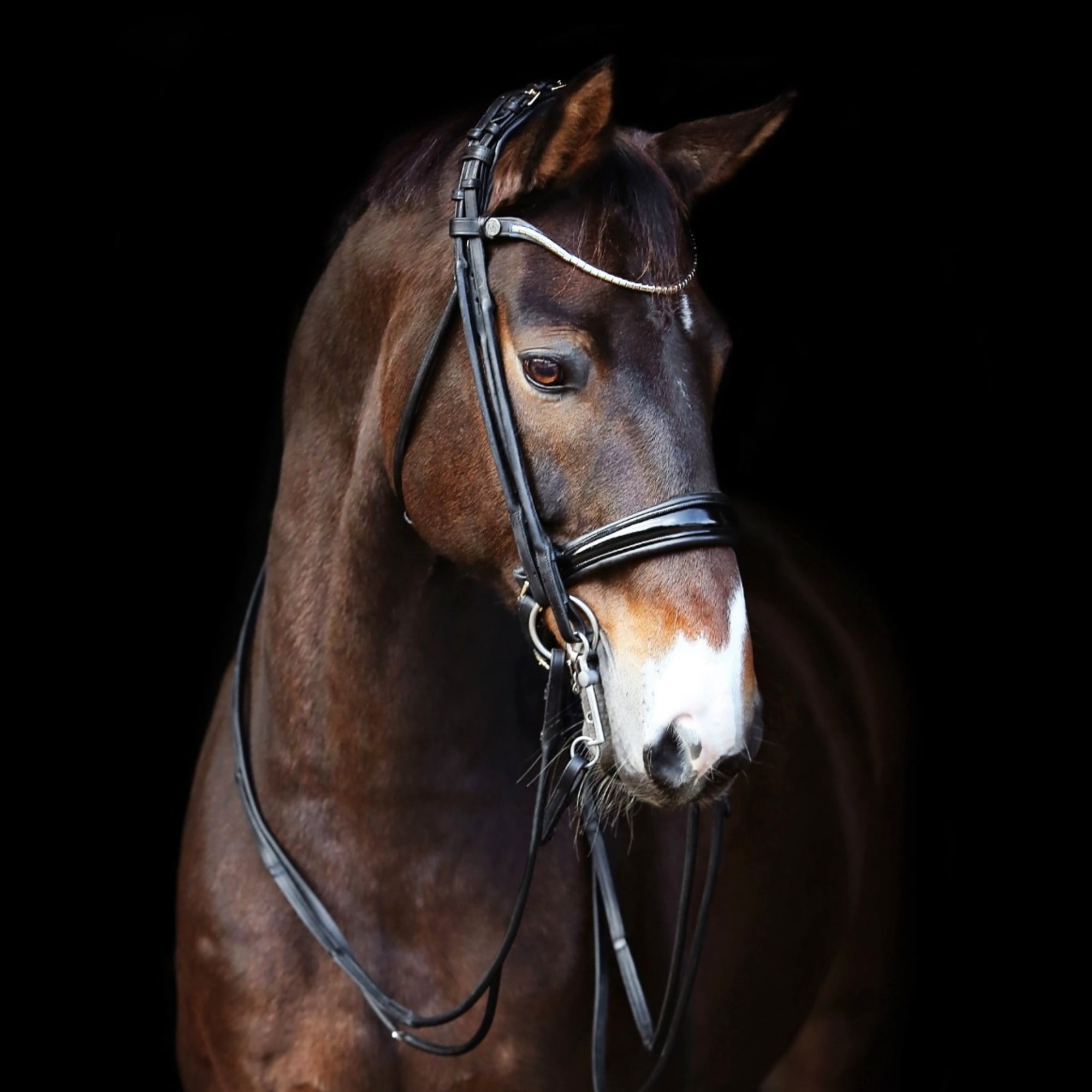Finesse Double Bridle - Schwarz/Schwarz