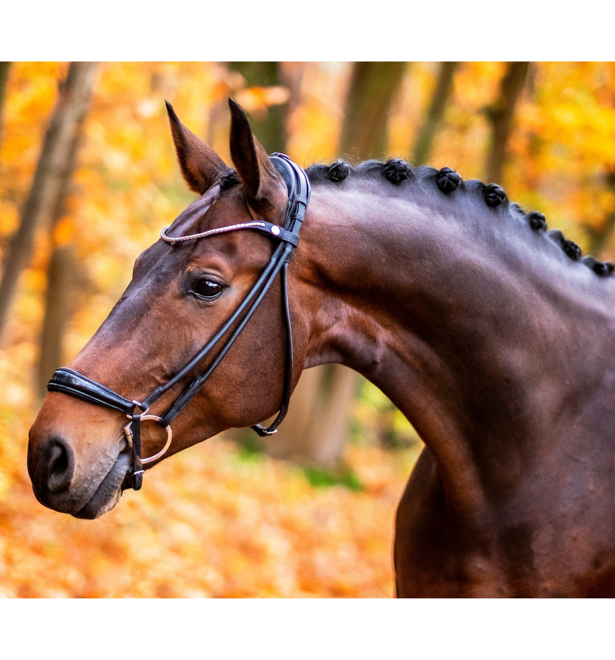 Finesse Bridle Hannoveranisch - Schwarz/Lack