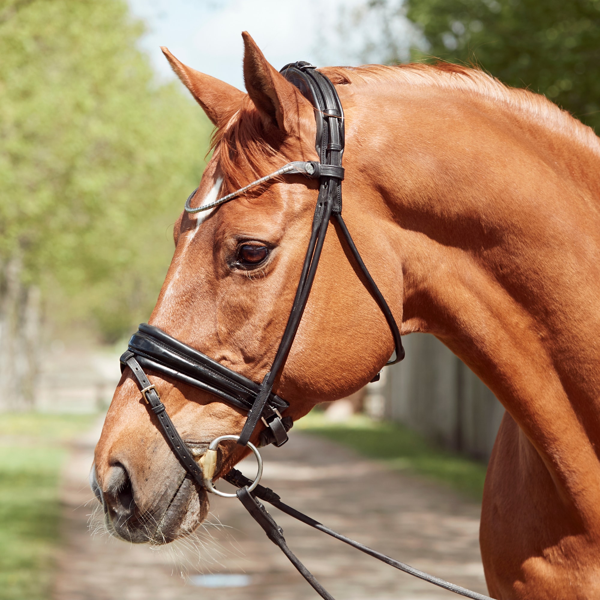 Finesse Bridle - Schwarz/Lack