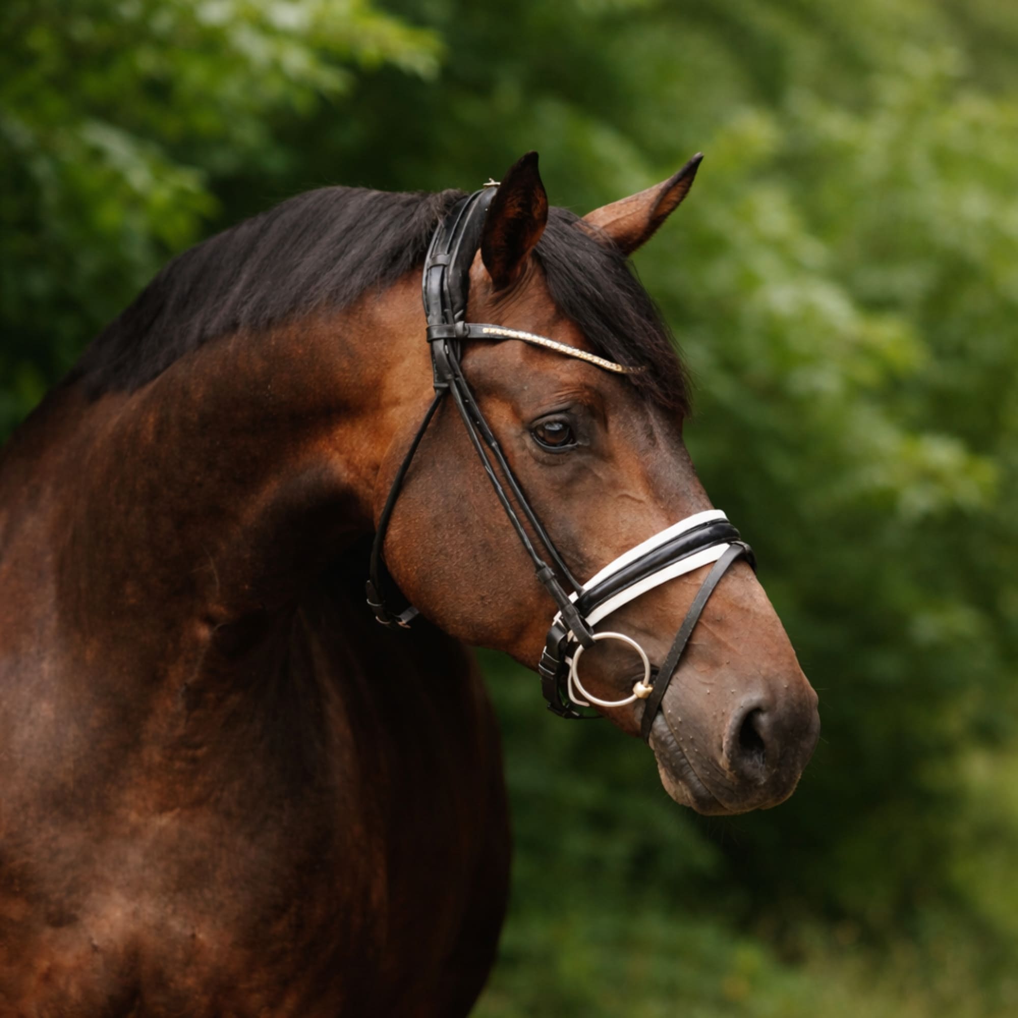 Finesse Bridle - Schwarz/Weiß/Lack