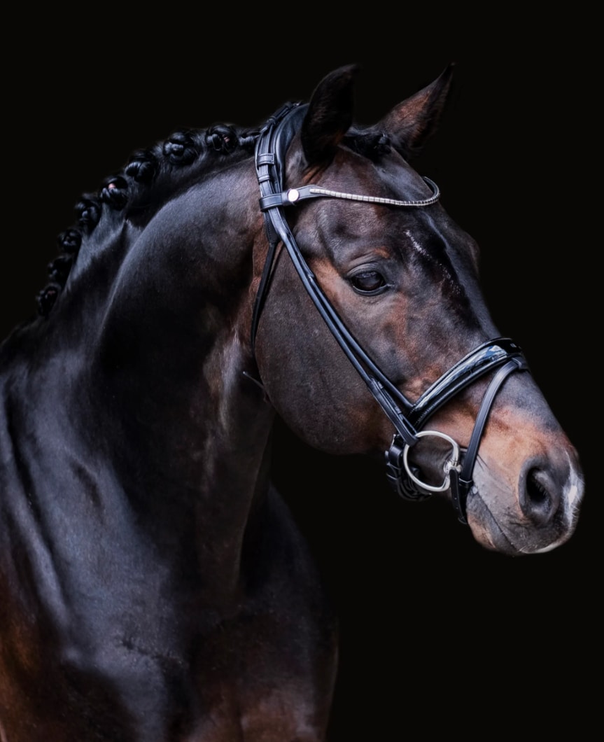 Finesse Bridle Himalaya - Schwarz