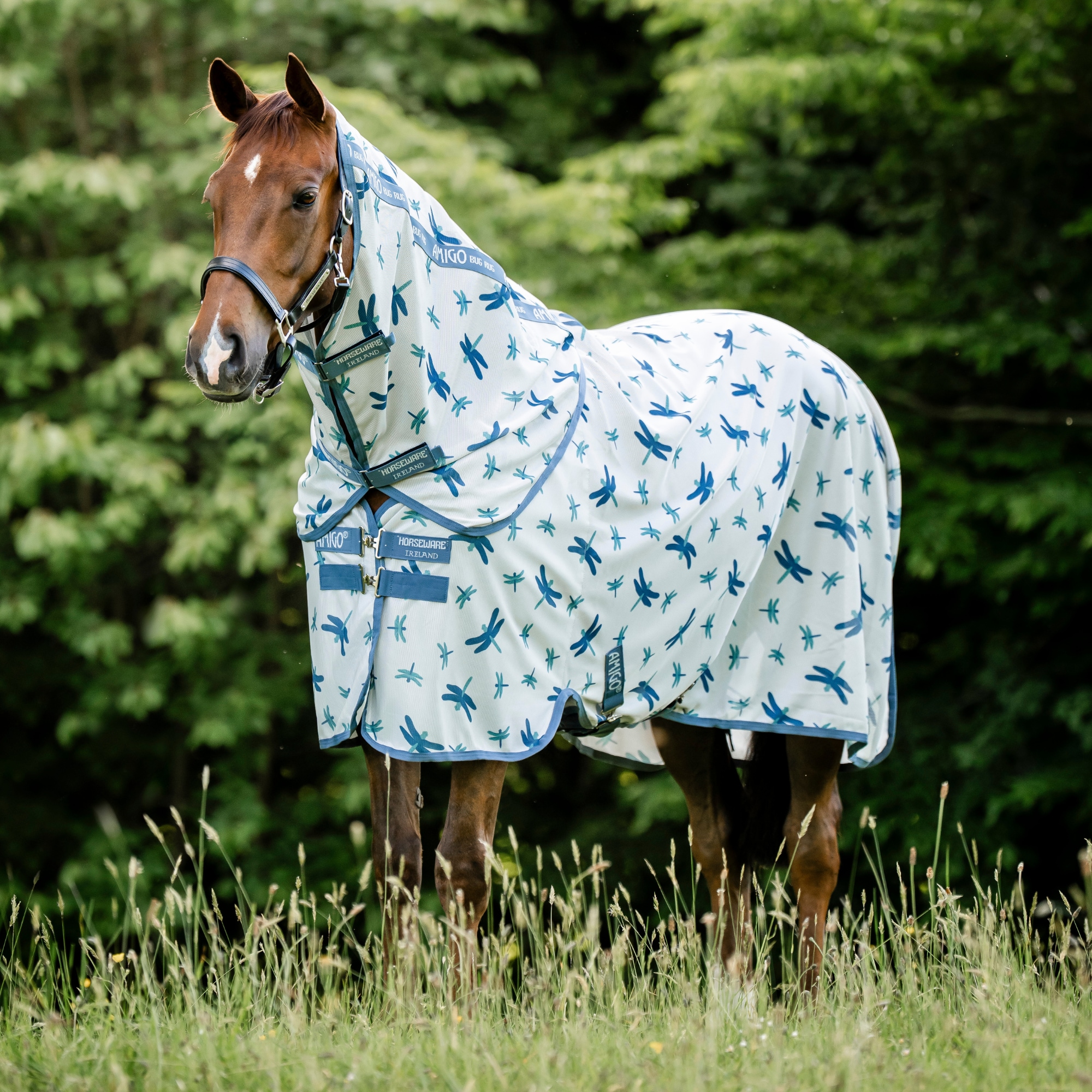 Brun häst med Amigo Bug Rug flugtäcke i ljus färg med blått sländmönster, inklusive halsdel.