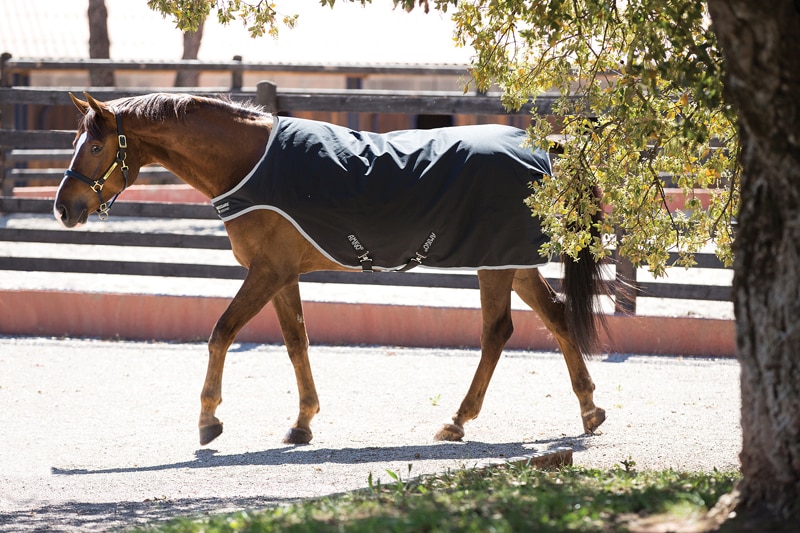 Amigo Walker Rug 200g - Schwarz