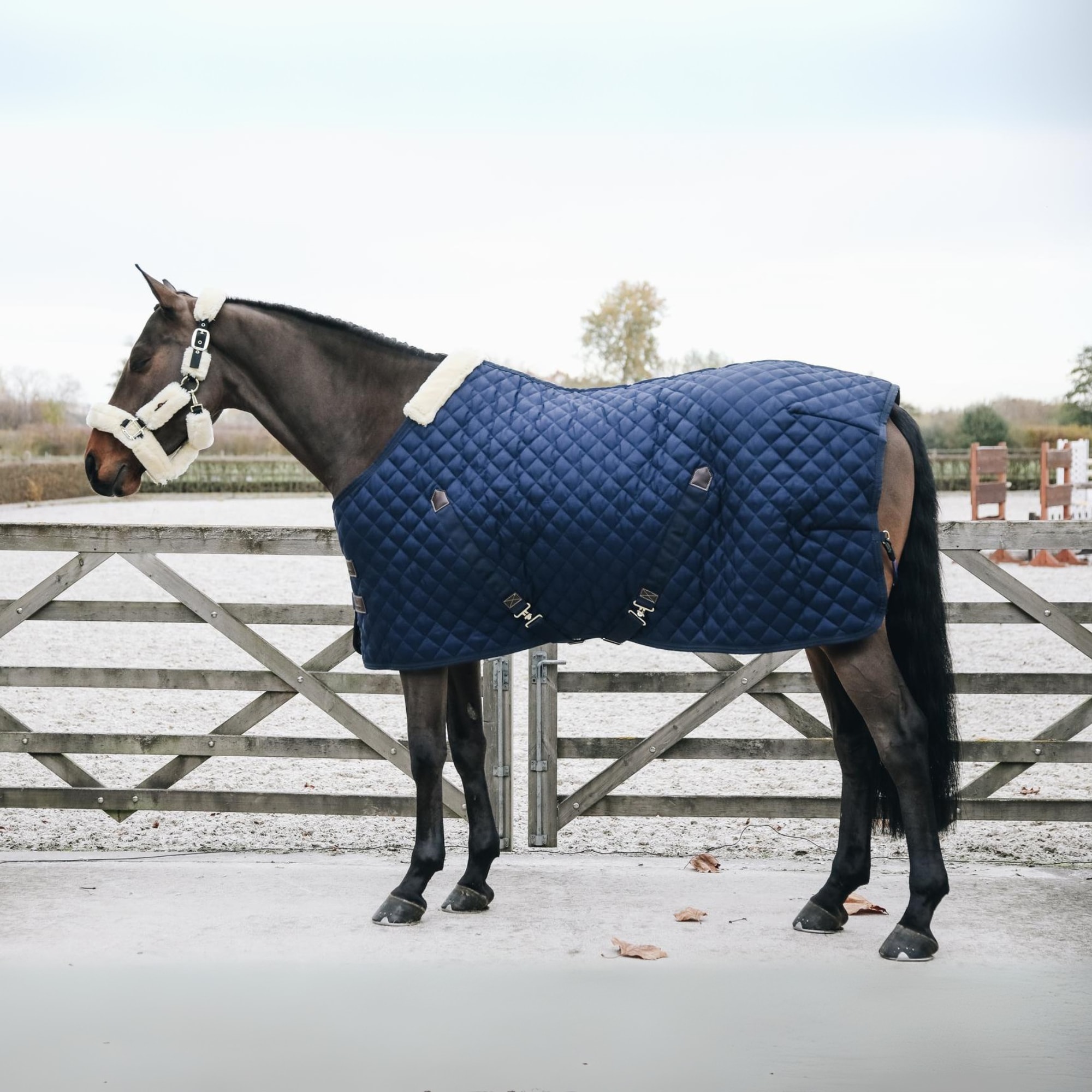 Brun häst framför ridbana med ett marinblått Kentucky Stable Rug 400 gr