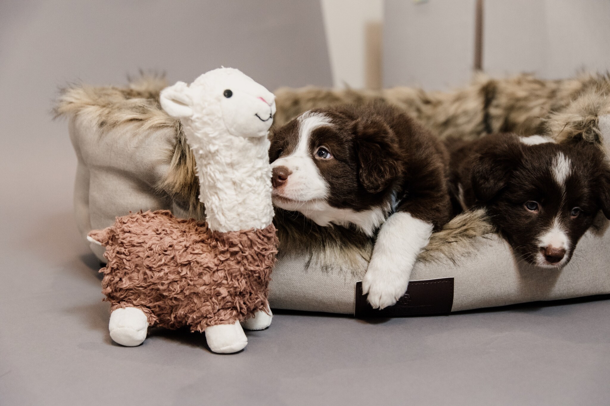 Dog Toy Alpaca Alfredo