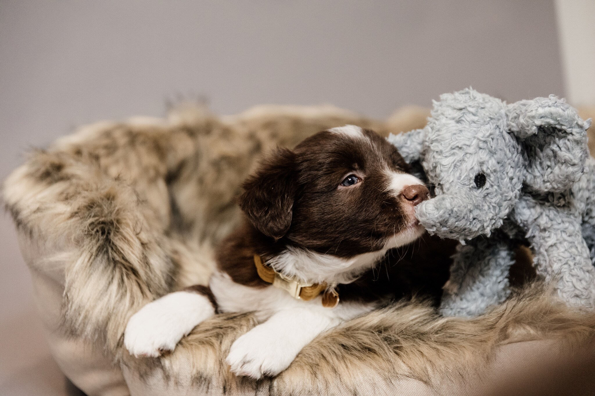 Horse-&-Dog-Toy-Elephant