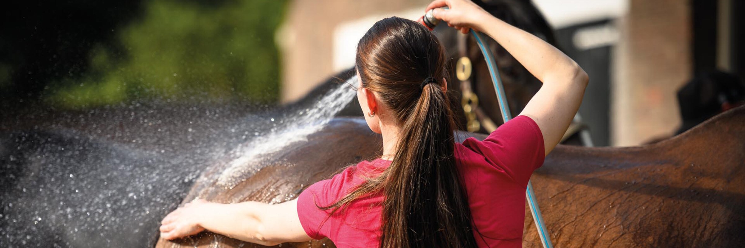 Pferdeschampoo für Ihr Pferd online kaufen - Hogsta Ridsport